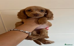 Cocker Spaniel dogs for sale: 2 female purebred cocker spaniels - Image 4