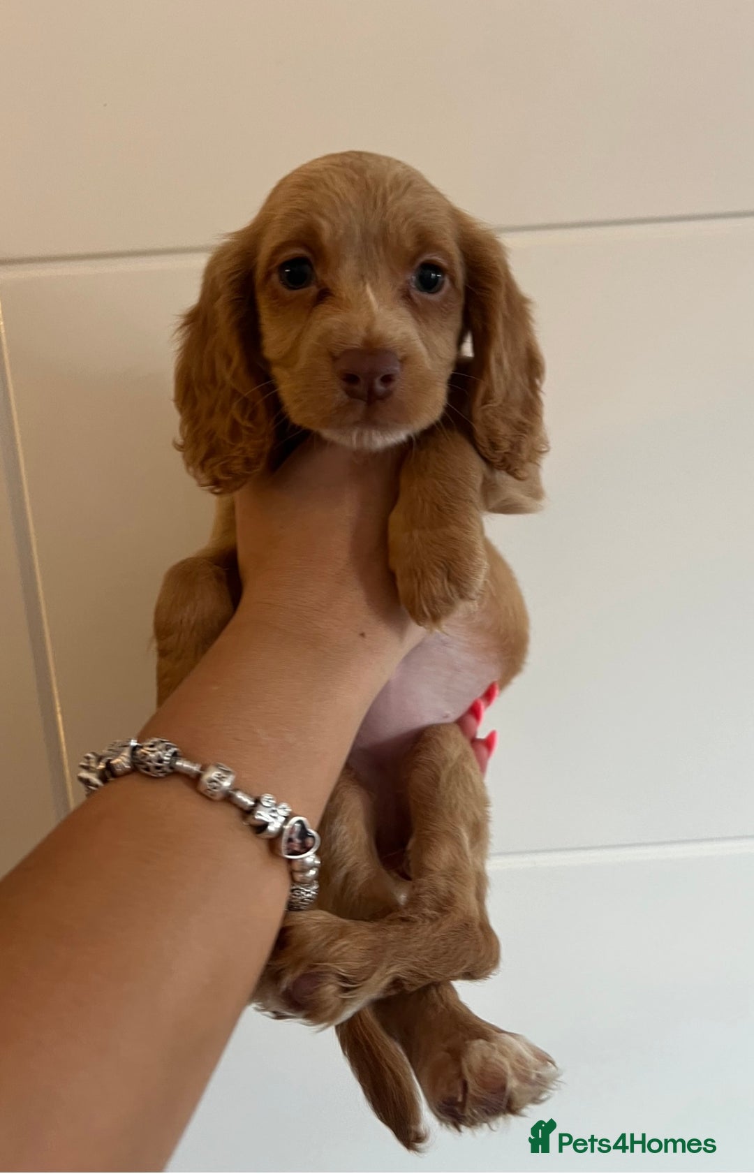 Cocker Spaniel dogs for sale: 2 female purebred cocker spaniels - Image 4