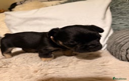 Mixed Breed dogs for sale: french bulldog x cairnterrier READY ON 7/10  - Image 6