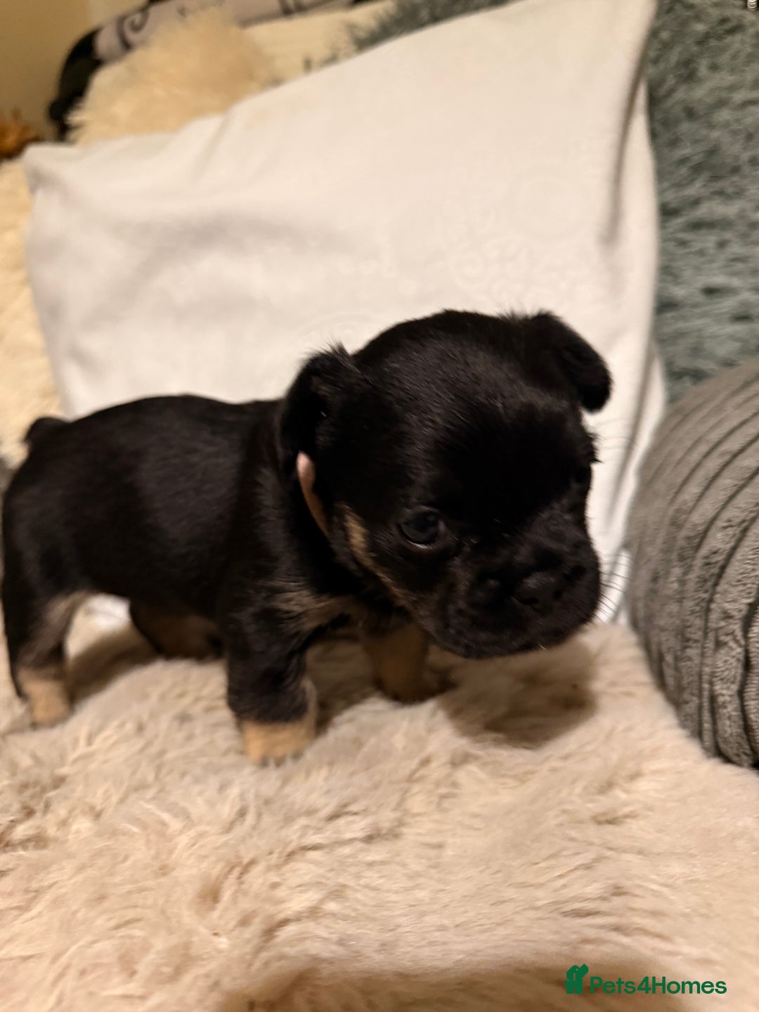 Mixed Breed dogs for sale: french bulldog x cairnterrier READY ON 7/10  - Image 6