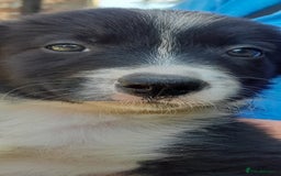Sprollie dogs for sale: Border Collie x Springer Spaniel pups - Image 3