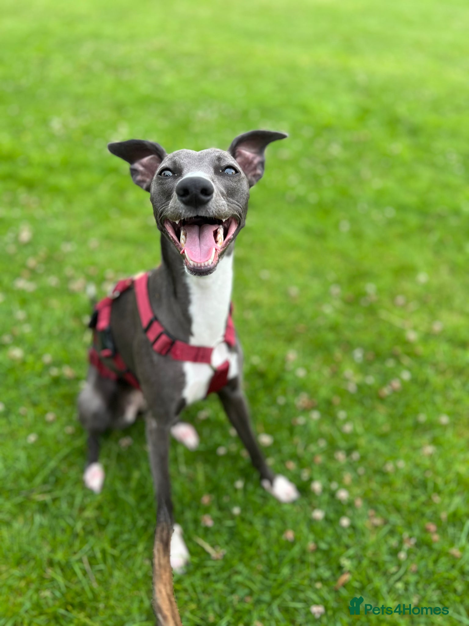 Whippet dogs Whippet KC pregnancy confirmed - Advert 5