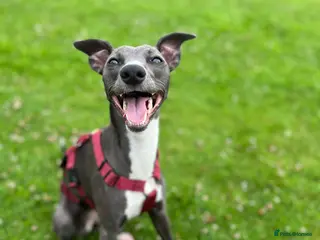 Whippet dogs Whippet KC pregnancy confirmed - Advert 2