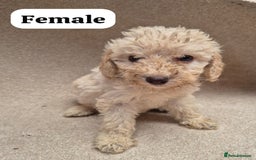 Cockapoo dogs for sale: Gorgeous F1b cockapoos - Image 5