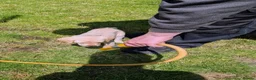 Labrador Retriever dogs for sale: Seven Week old Labrador Pups in Aberdeen - Advert 10
