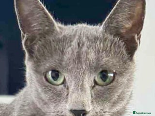 Russian Blue cats Mixed Russian Blue Kittens – Born 15th October ✨ - Advert 17