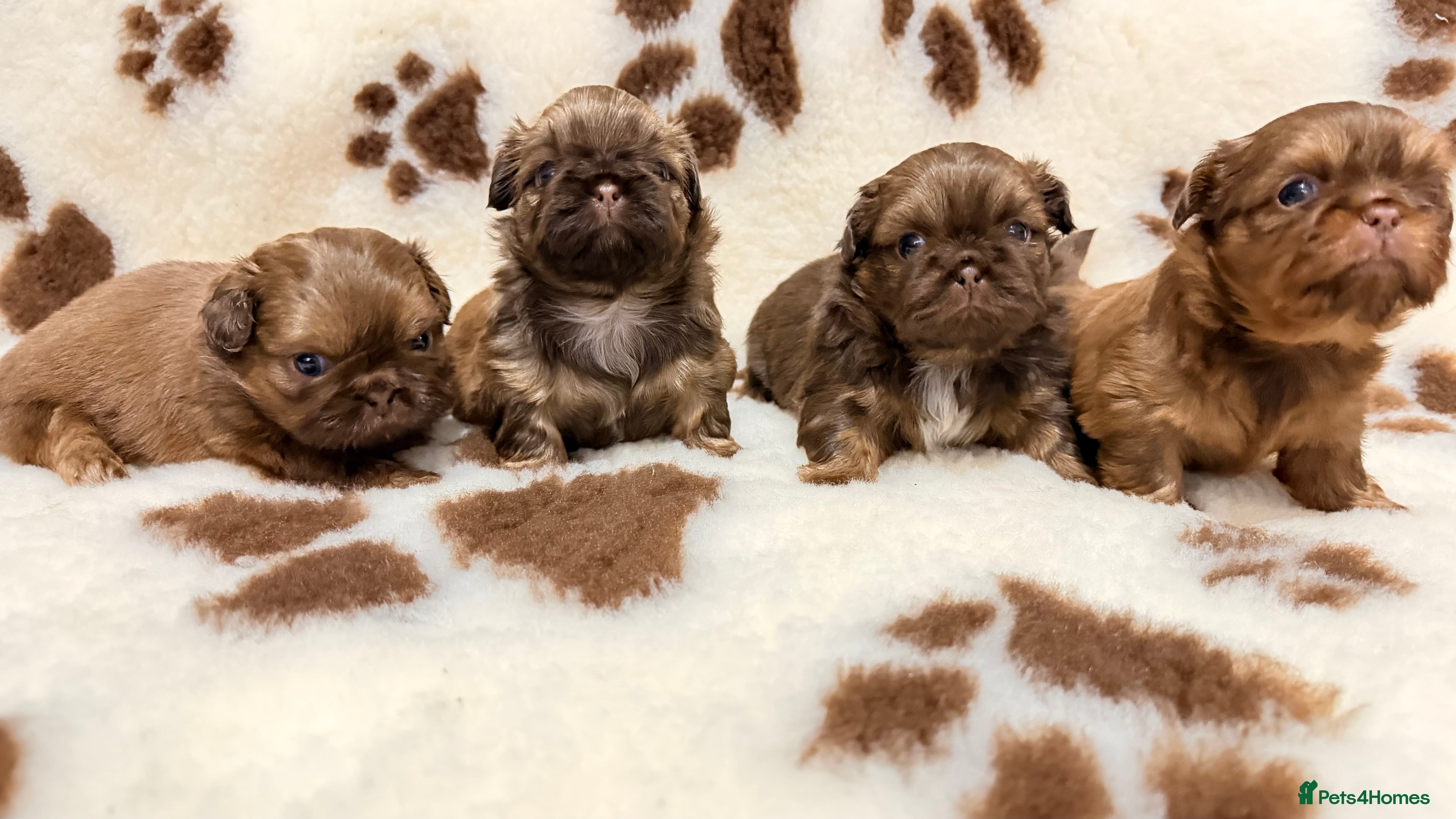 Shih Tzu dogs Chocolate imperial shihtzu puppies - Advert 9