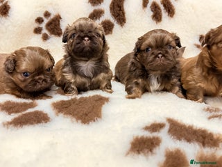 Shih Tzu dogs Chocolate imperial shihtzu puppies - Advert 5