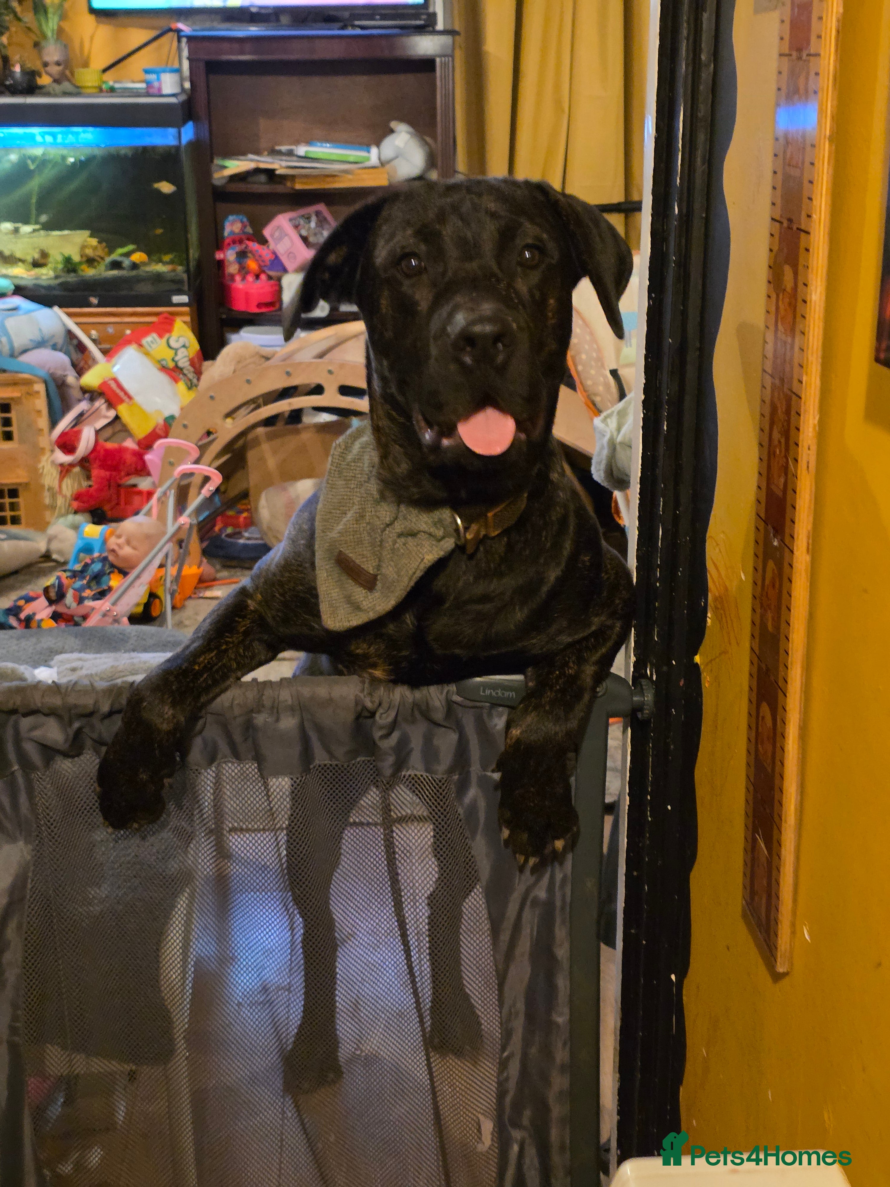 Mixed Breed dogs Mastiff mix needs a working home  - Advert 1