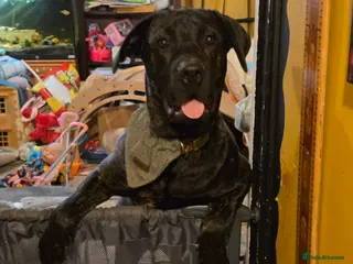 Mixed Breed dogs Mastiff mix needs a working home - Advert 9