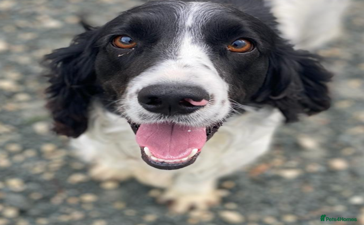 English Springer Spaniel dogs - Advert 1