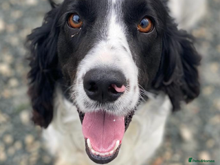 English Springer Spaniel dogs Lazar - Very special spaniel seeks special home - Advert 2