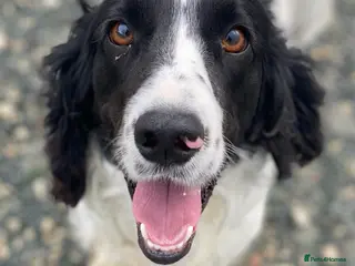English Springer Spaniel dogs Lazar - Very special spaniel seeks special home - Advert 22