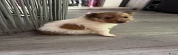 Shetland Sheepdog dogs for sale: Shetland sheepdog female looking for forever home - Advert 6