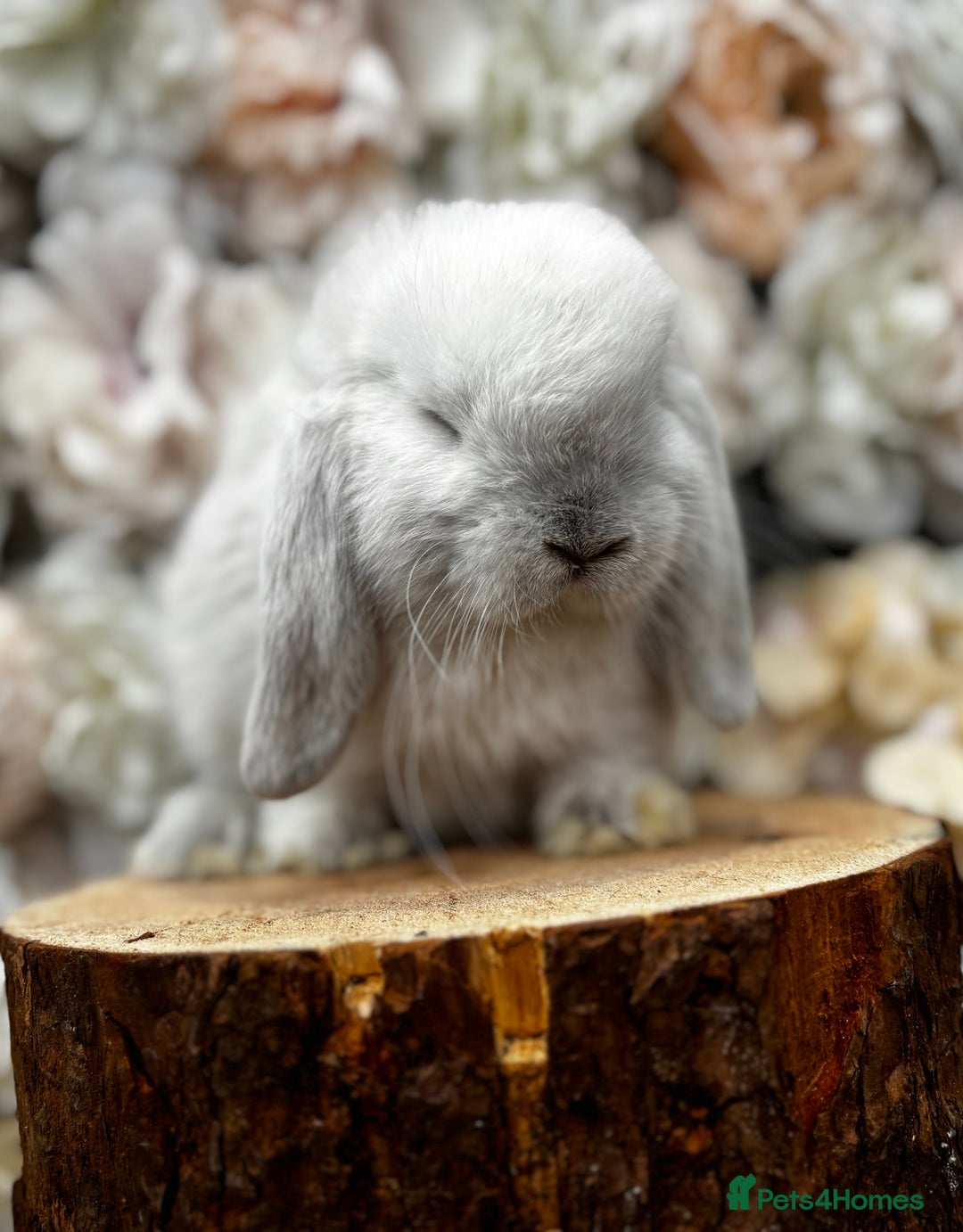 Mini Lop rabbits for sale: 🌟🌟 mini lop babies 🌟🌟 - Image 4