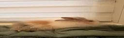 Lionhead rabbits for sale: 🐰ADORABLE LIONHEAD BUNNIES FOR SALE🐰 - Advert 12
