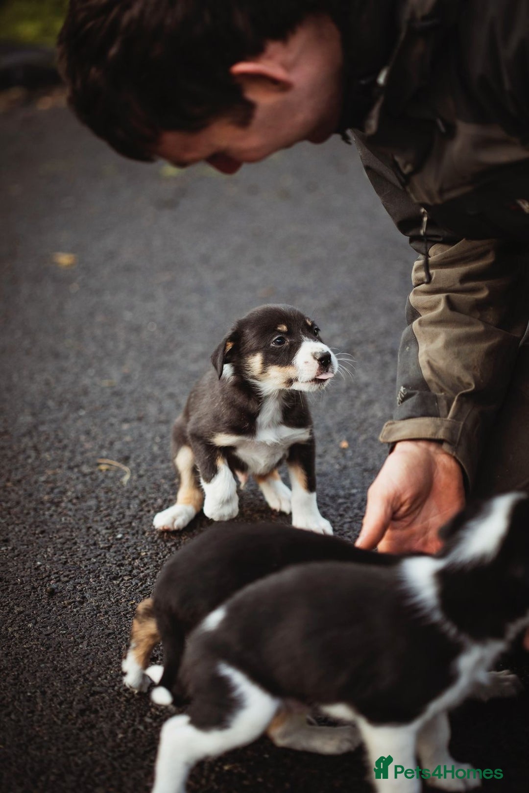 Border Collie dogs for sale: Welsh Collie puppies - Advert 11