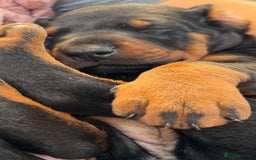 Dobermann dogs for sale: Champion European Doberman Puppies Kc-reg  - Advert 12