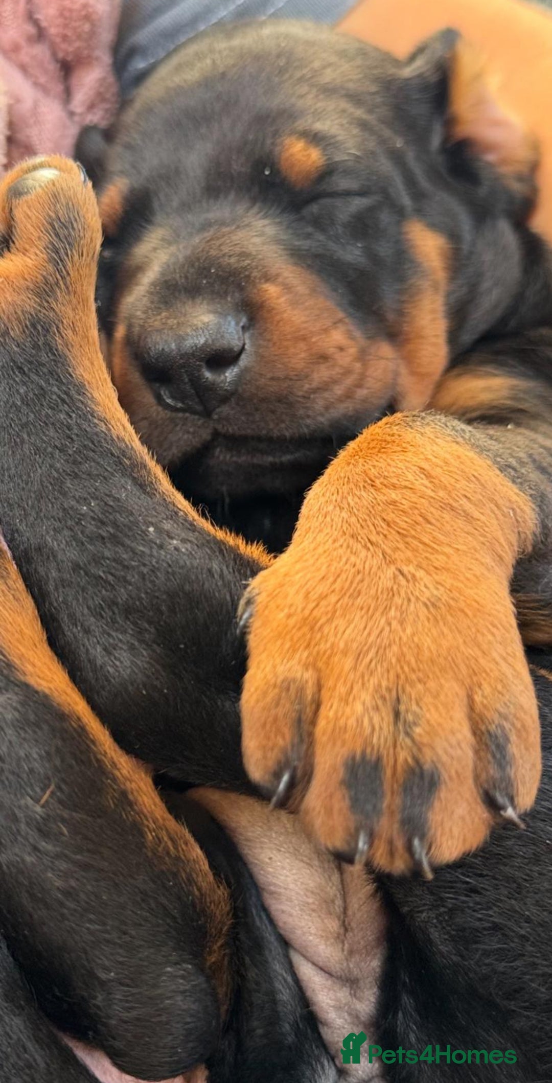 Dobermann dogs for sale: Champion European Doberman Puppies Kc-reg  - Advert 12