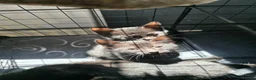 Mixed Breed cats for sale: Stunning black, chocolate and grey tabbys  - Advert 5