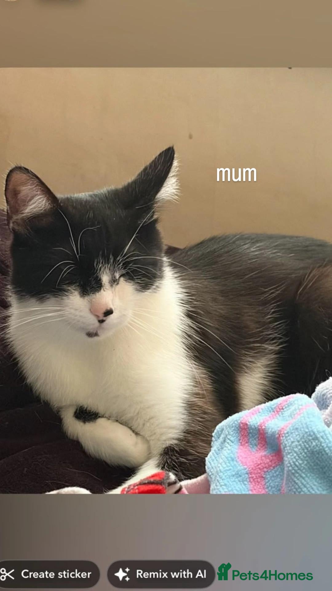 Mixed Breed cats two gorgeous tabbys for sale 😍  - Advert 6