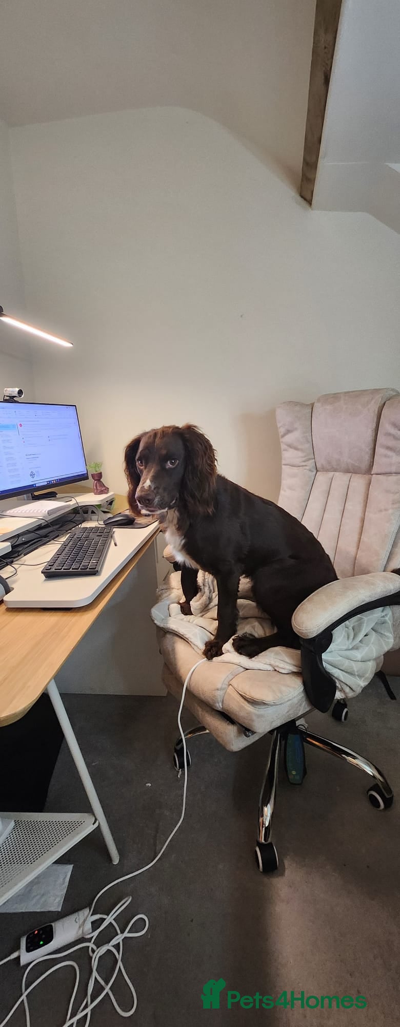 Cocker Spaniel dogs 1.5yr old cocker Spaniel for sale.  in Bridgend - Advert 11