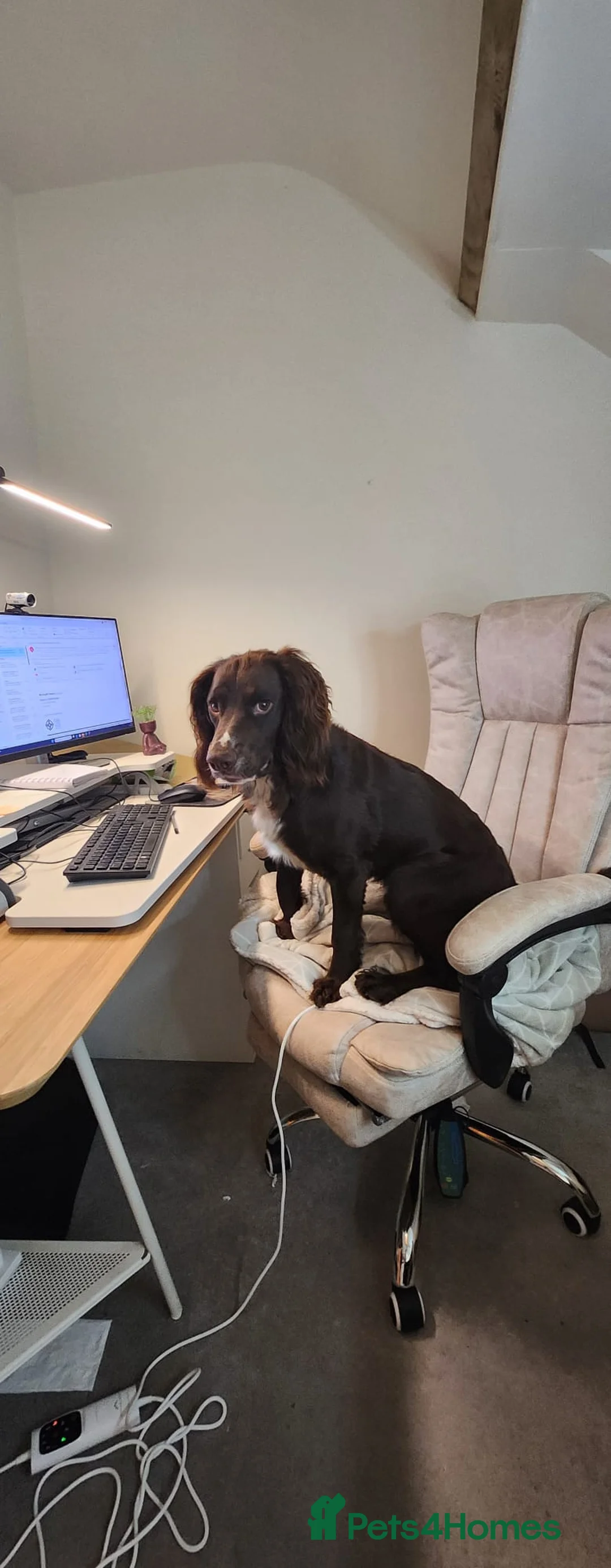 Cocker Spaniel dogs for sale: 1.5yr old cocker Spaniel for sale.  - Advert 1