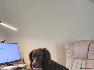 Cocker Spaniel dogs 1.5yr old cocker Spaniel for sale. in Bridgend - Advert 11