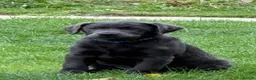 Labrador Retriever dogs for sale: KC Charcoal Labs | Vaccinated | Ready Now - Advert 4