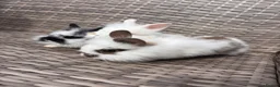 Lionhead rabbits for sale: Adorable Purebred Lionhead Bunny Babies - Advert 9
