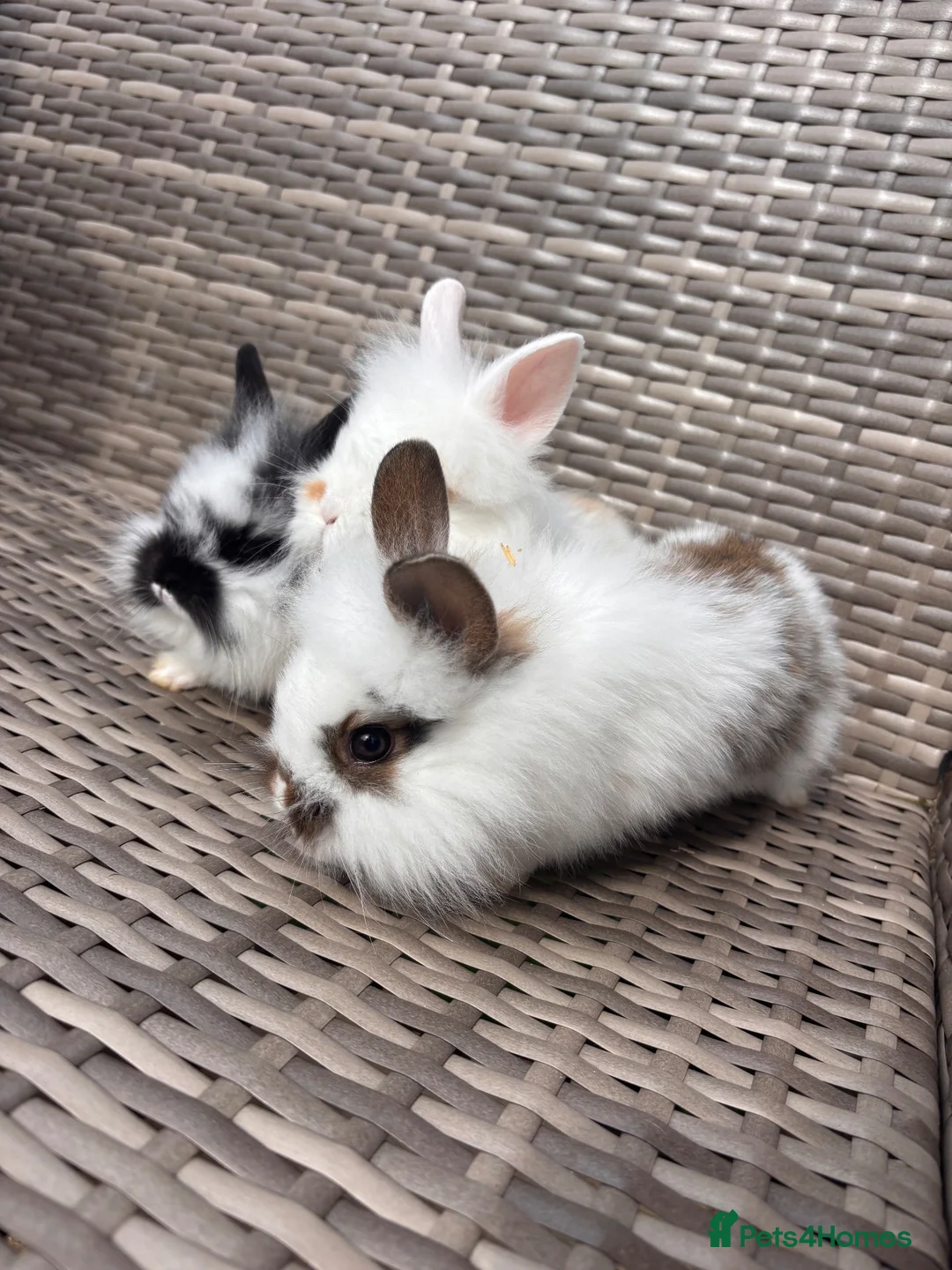 Lionhead rabbits for sale: Adorable Purebred Lionhead Bunny Babies - Advert 9