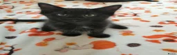 Mixed Breed cats for sale: Kittens. - Advert 4