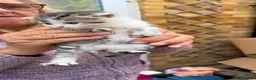 British Shorthair cats for sale: 4 kittens  in Hatfield - Advert 3