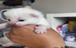 Mixed Breed cats for sale: Beautiful kittens  - Image 4