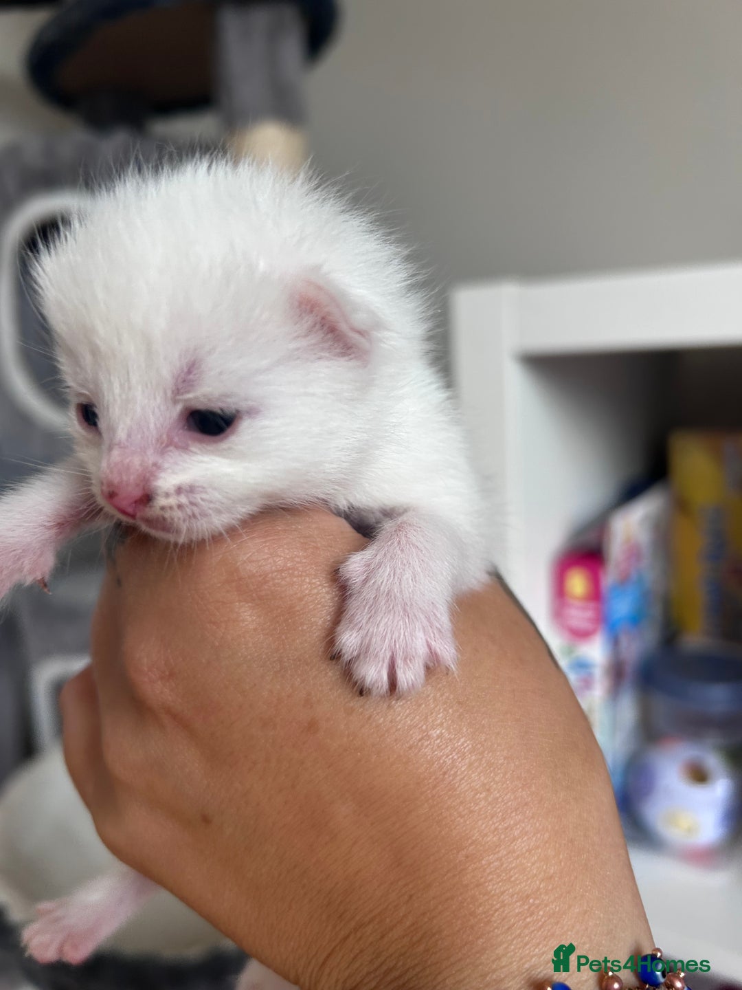 Mixed Breed cats for sale: Beautiful kittens  - Image 4