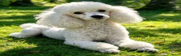 Toy Poodle dogs for sale:  Beautiful Toy Poodle Puppies  - Advert 20