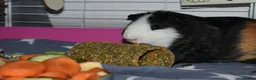 Guinea Pig rodents for sale: Neutered male and female pair  - Advert 13