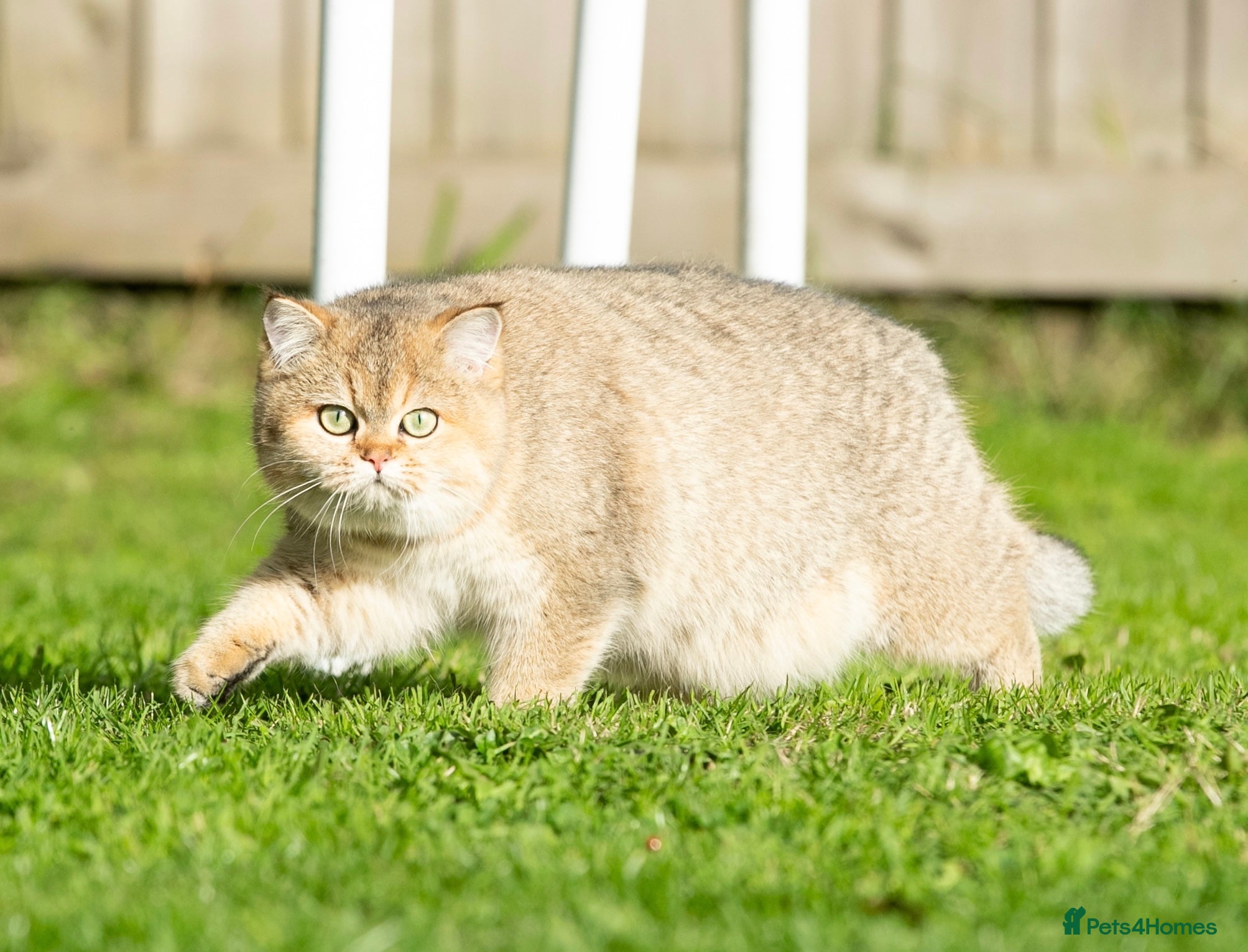 British Shorthair cats for sale: Stunning Quality GCCF British Shorthair Kittens - Advert 1