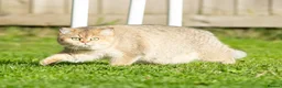 British Shorthair cats for sale: Stunning Quality GCCF British Shorthair Kittens - Advert 1