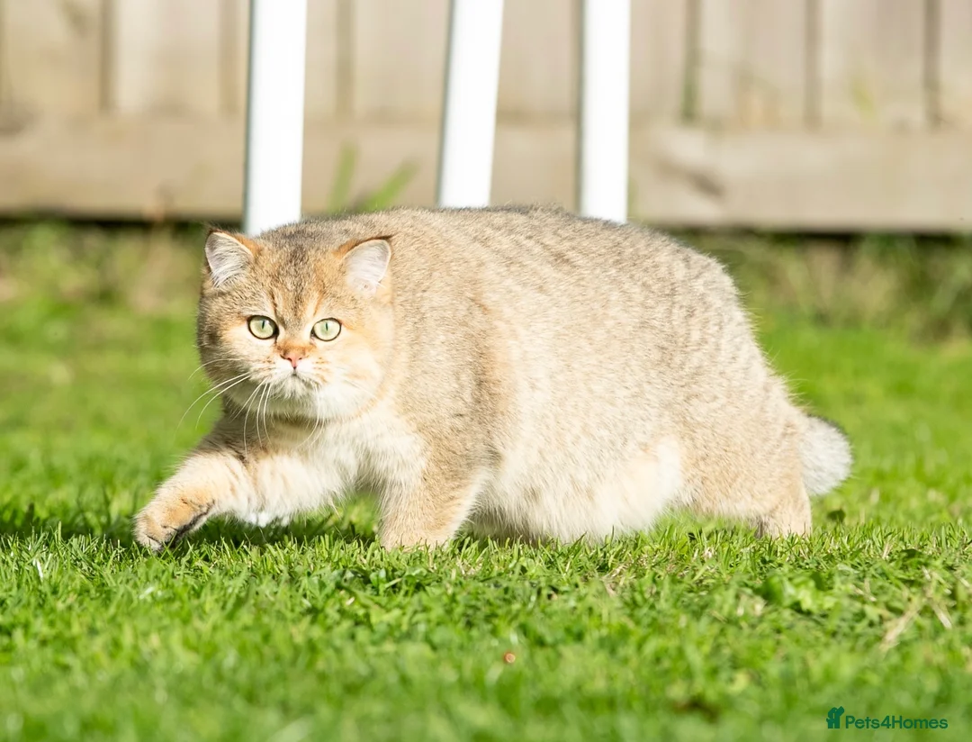 British Shorthair cats for sale: Stunning Quality GCCF British Shorthair Kittens - Advert 1
