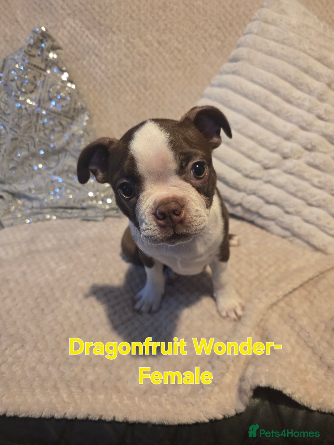 Boston Terrier dogs for sale: Beautiful Family Bostons  - Advert 3