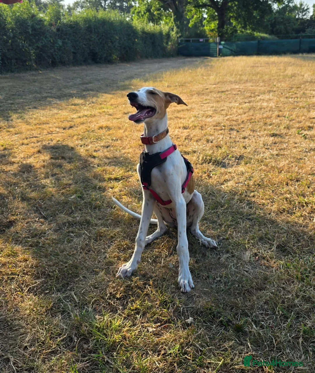 Mixed Breed dogs for adoption: Happy Nova- 5 months old in Basingstoke - Advert 10