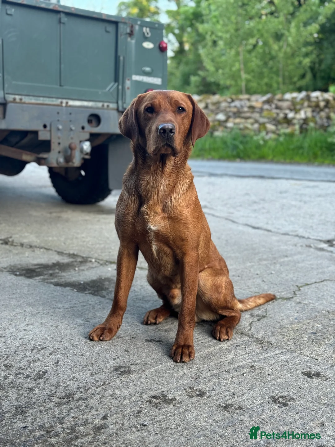 Labrador Retriever dogs for stud: ✨PROVEN FULLY HEALTH TESTED WORKING RED LABRADOR✨ in Hawes - Advert 4