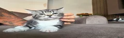 Mixed Breed cats for sale: Beautiful kitty’s looking for loving family’s  - Advert 10