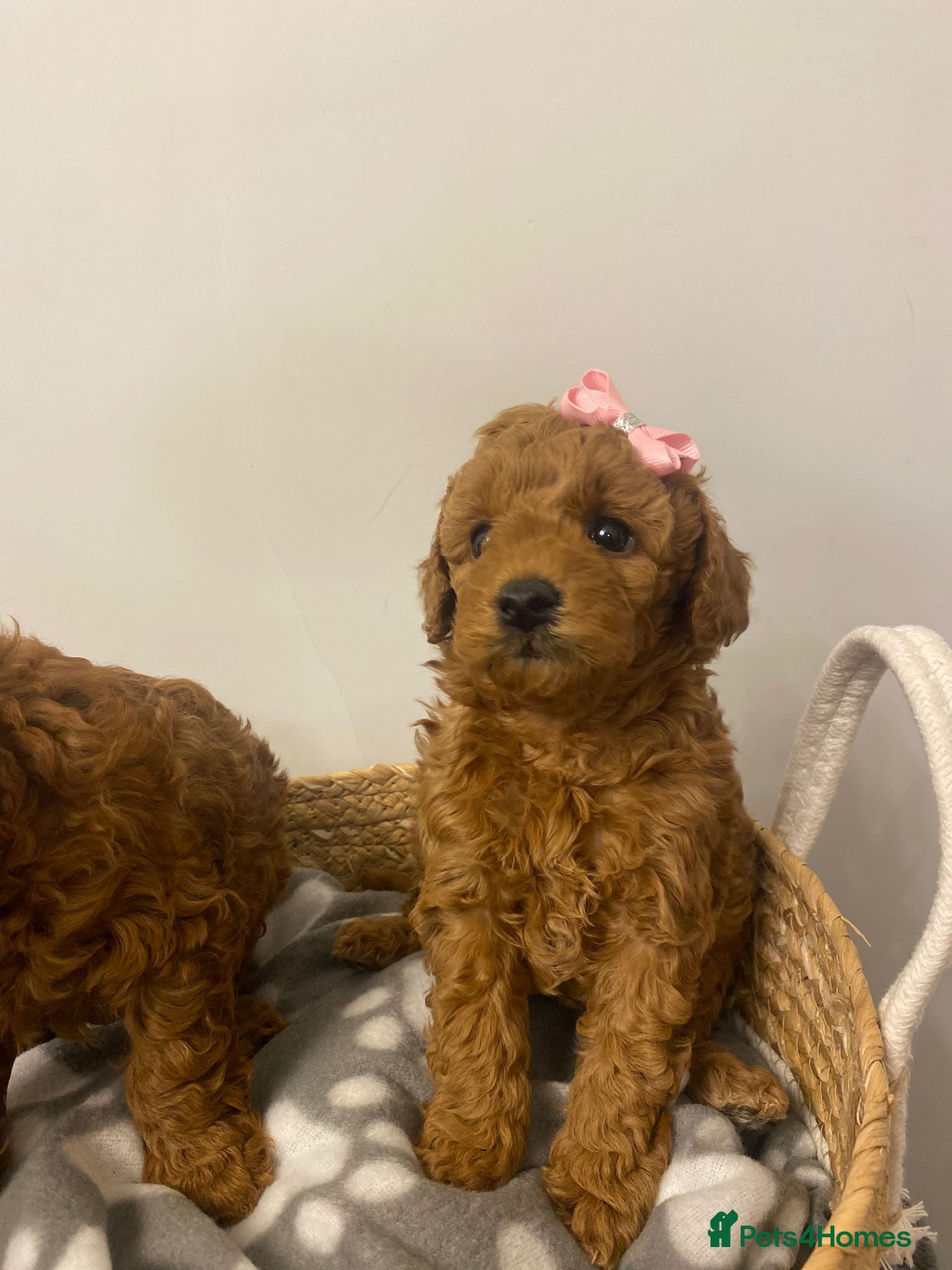 Toy Poodle dogs Adorable happy deep red toy poodles  - Advert 8