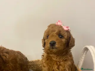 Toy Poodle dogs Adorable happy deep red toy poodles - Advert 2