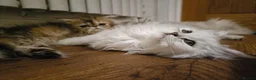 Persian cats for sale: Persian kittens  in Stoke-on-Trent - Advert 1
