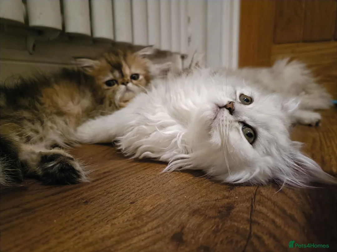 Persian cats for sale: Persian kittens  in Stoke-on-Trent - Advert 1