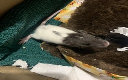 Rat rodents for sale: BABY RAT PUPS - Image 2