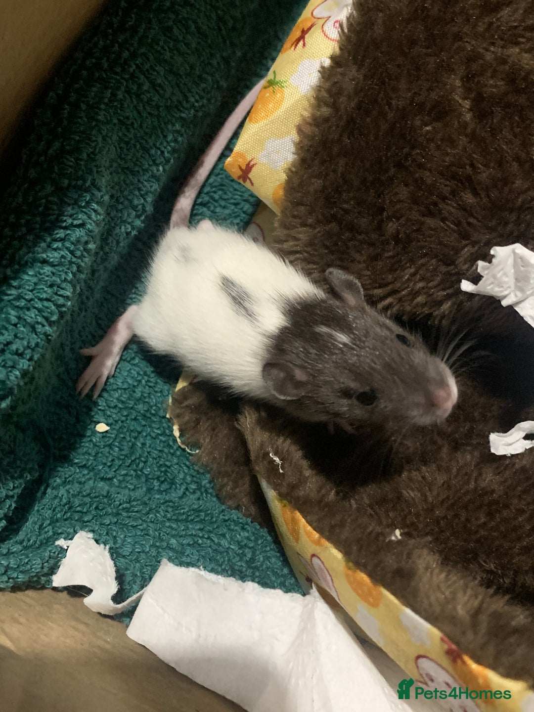 Rat rodents for sale: BABY RAT PUPS - Image 2